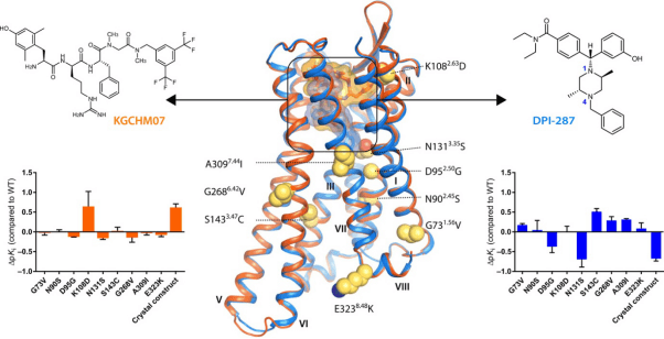 What Are Enzymatic Inhibitors?